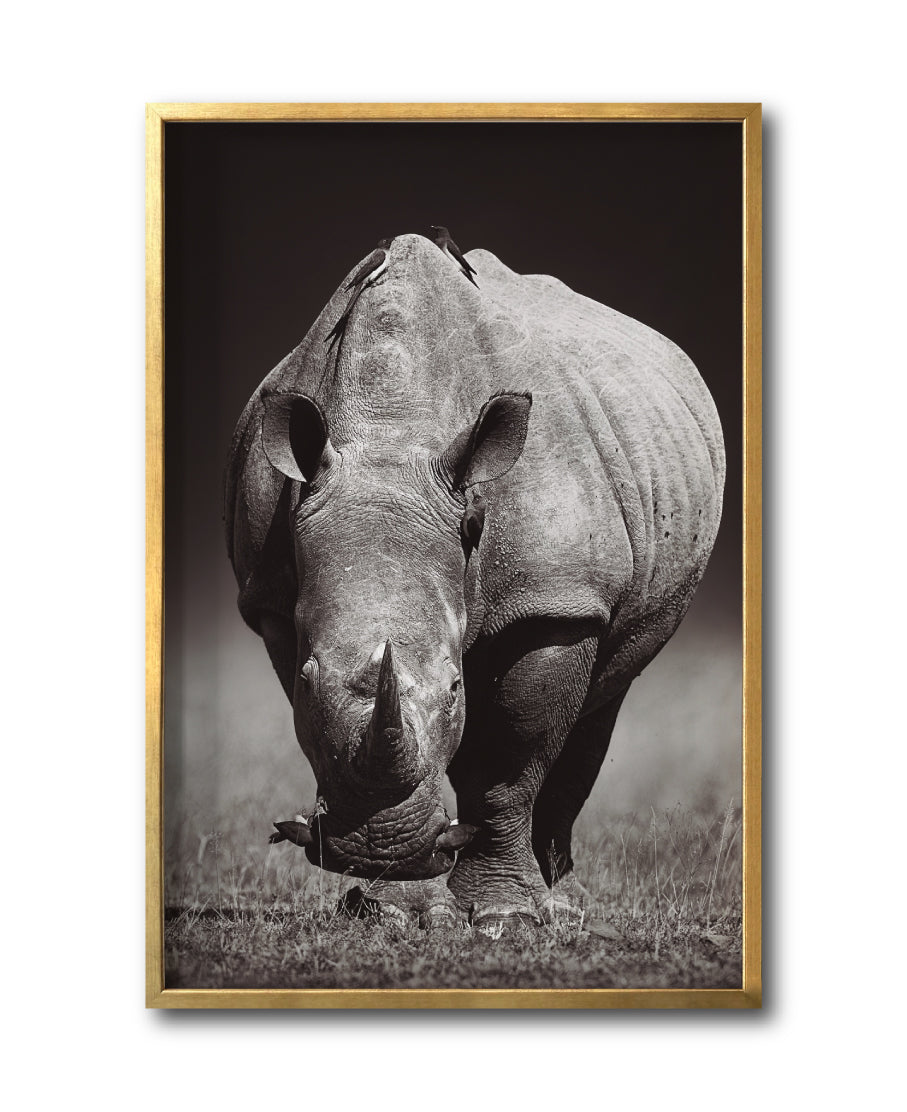 Cuadro Decorativo Fauna 002 Rinoceronte