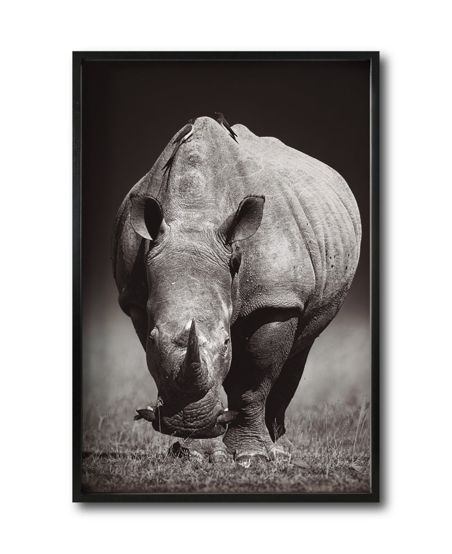 Cuadro Decorativo Fauna 002 Rinoceronte